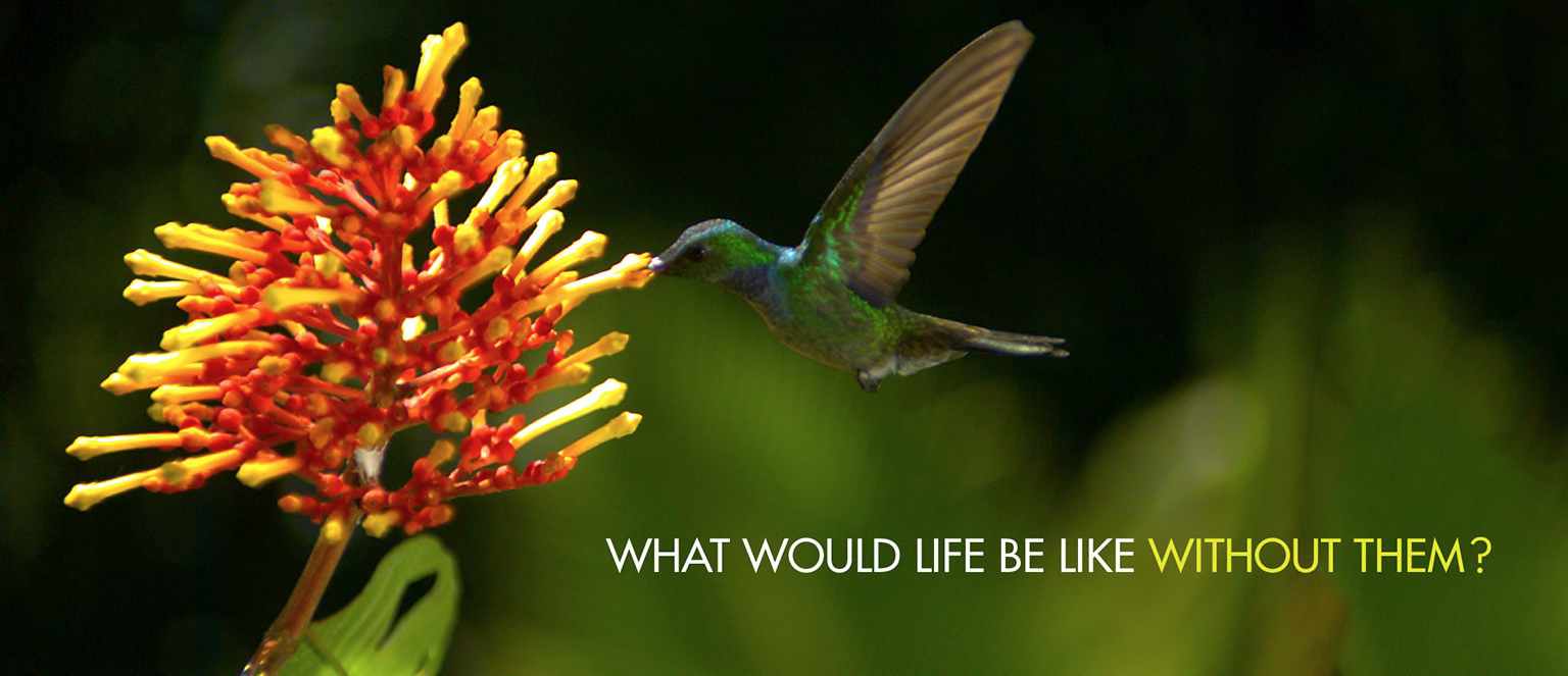 Humming Bird photo
